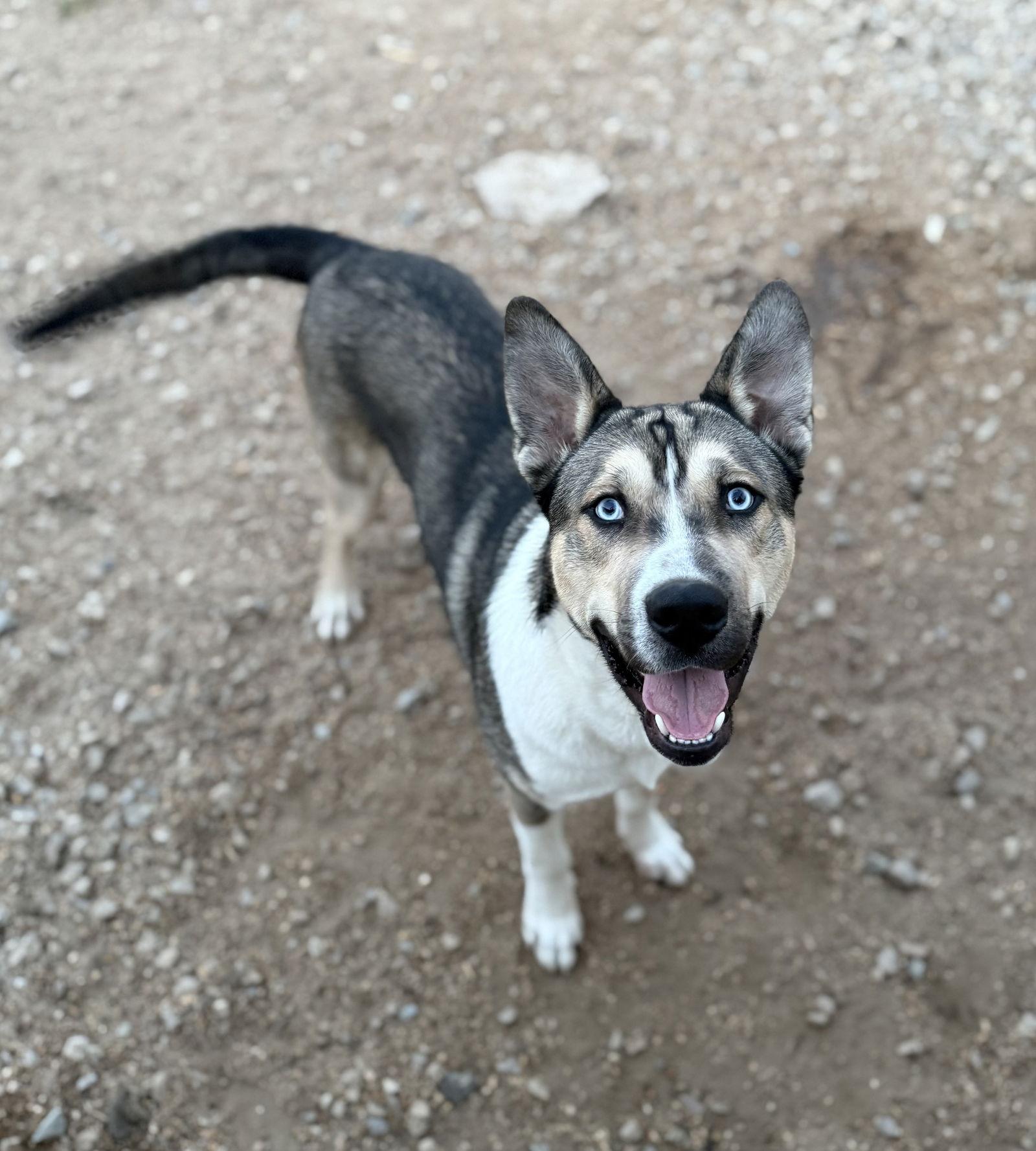 Changa, Adoptable, Adult Male Akita & Husky.