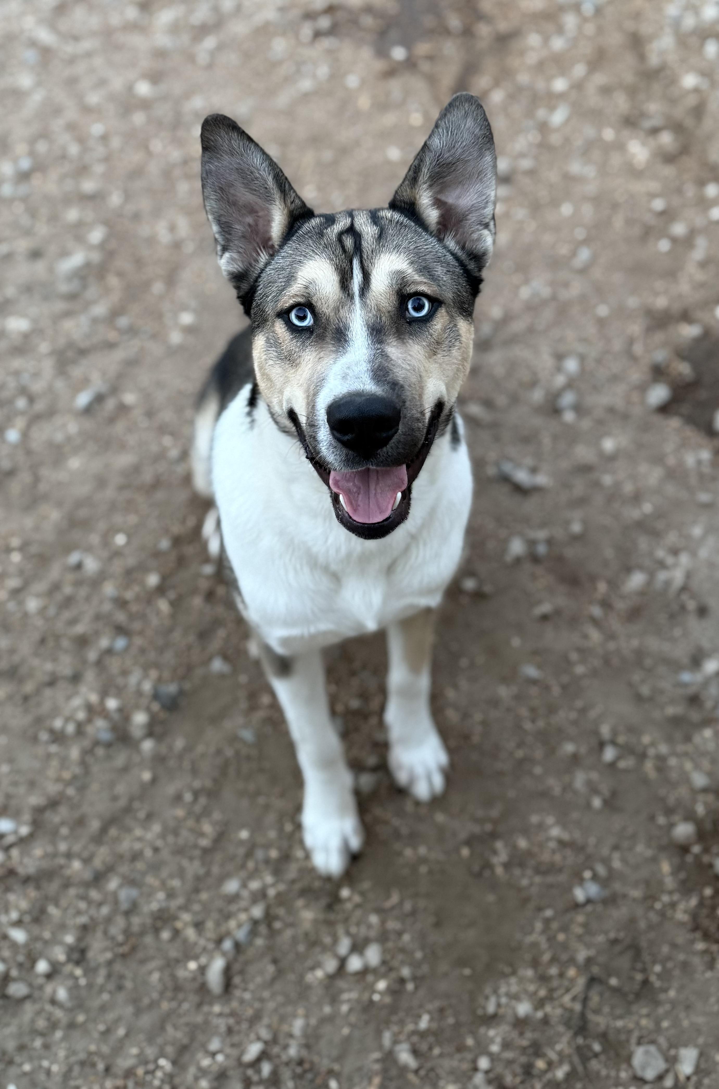 Changa, a Adoptable mixed breed in Corning, AR image 2/3