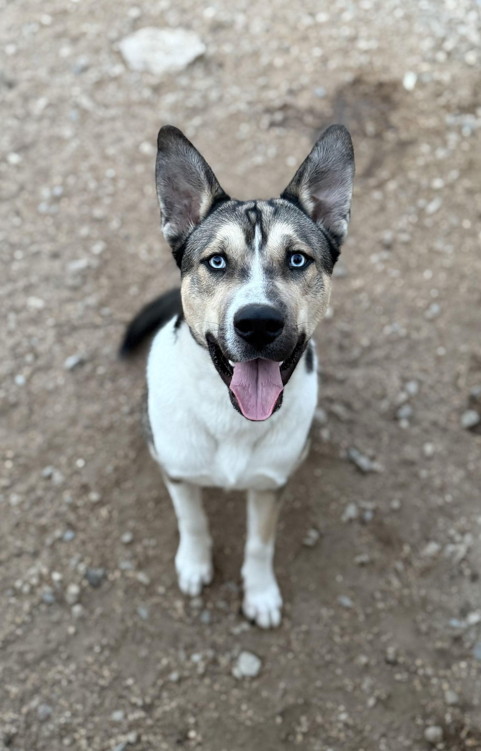 Enlarge Changa, a Adoptable mixed breed in Corning, AR image 2/3