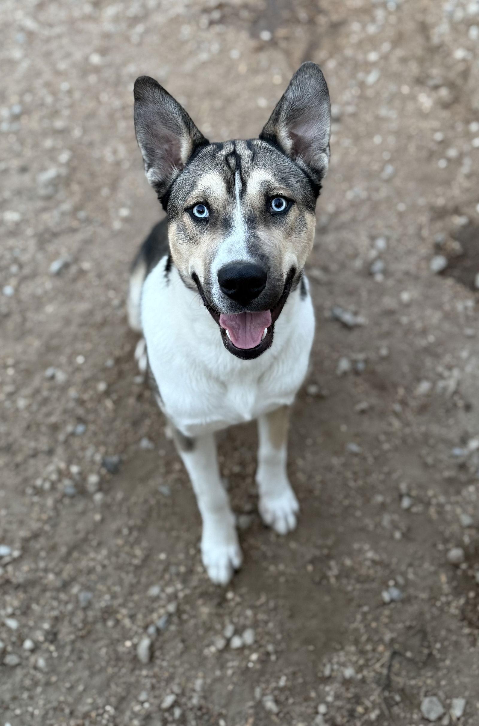 Enlarge Changa, a Adoptable mixed breed in Corning, AR image 3/3