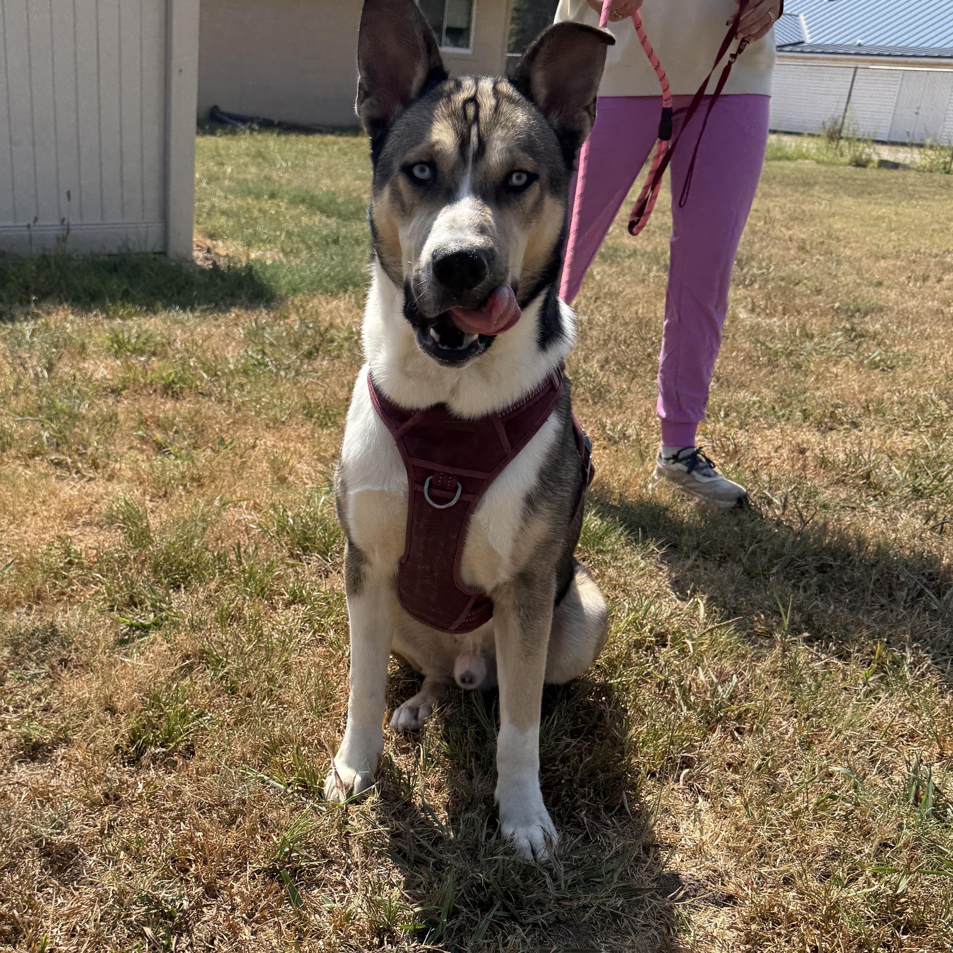 Changa, a Adoptable mixed breed in Corning, AR image 3/3