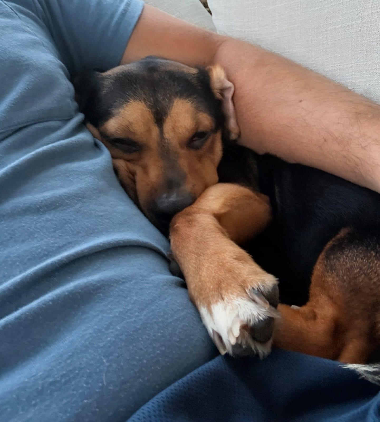 Dapper, Adoptable, Young Male Beagle.