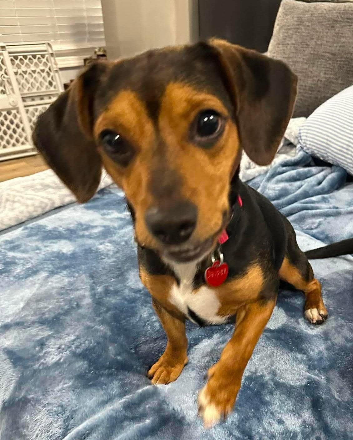 Dapper, a Adoptable Beagle in Dunnellon, FL image 2/3