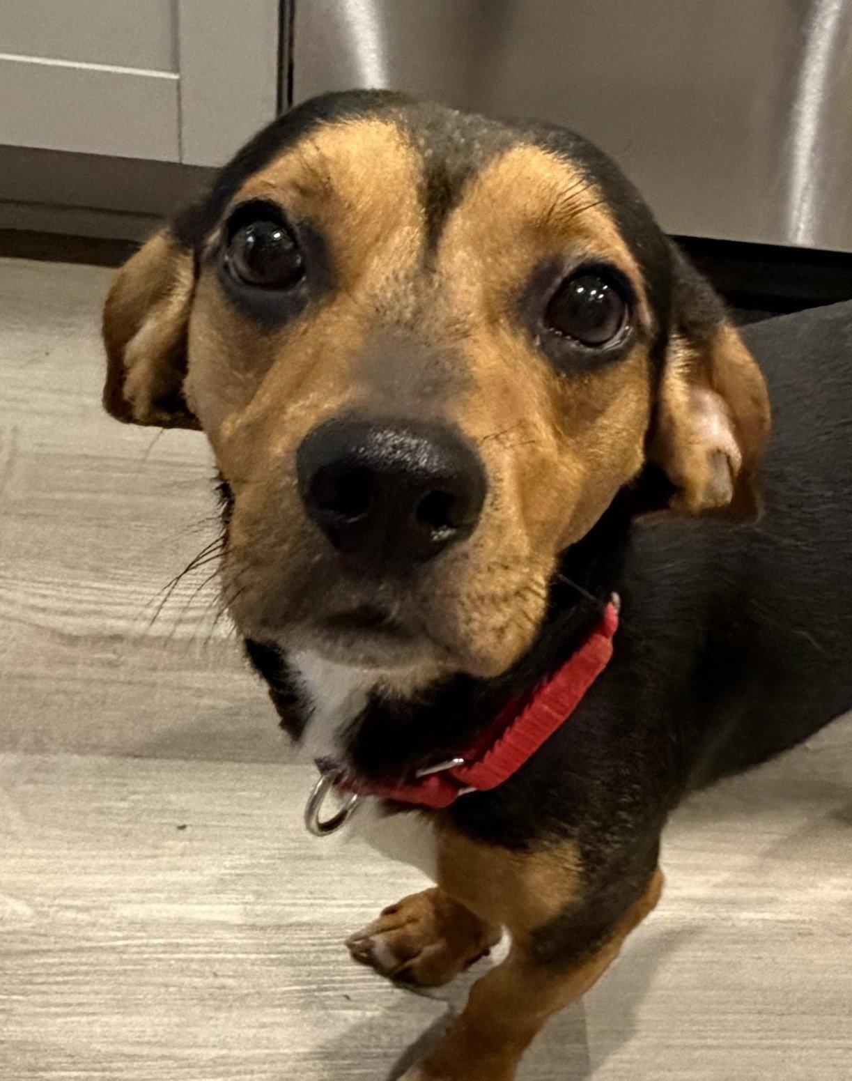 Dapper, a Adoptable Beagle in Dunnellon, FL image 3/3