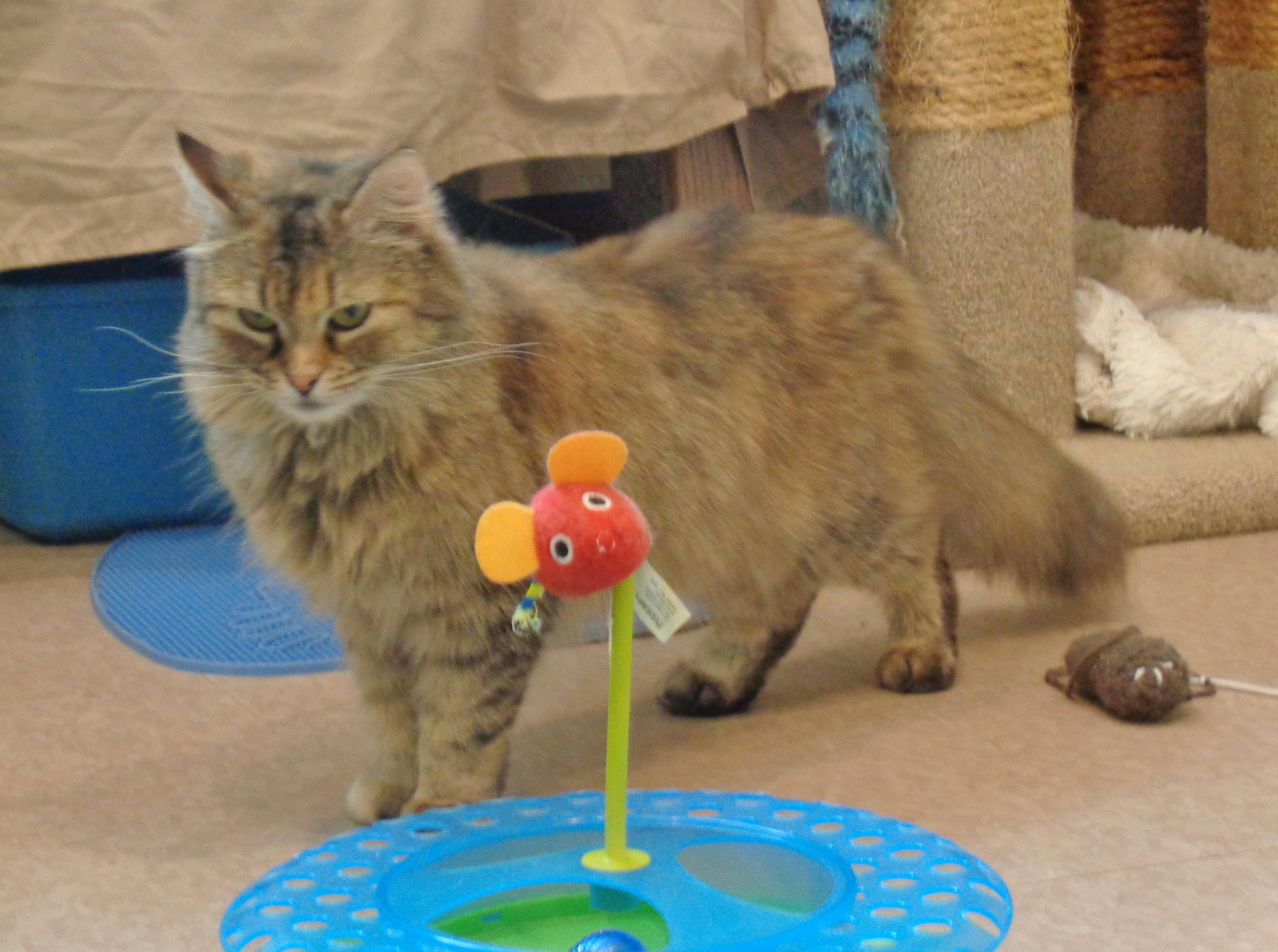 OHIO, Adoptable, Adult Female Tiger.