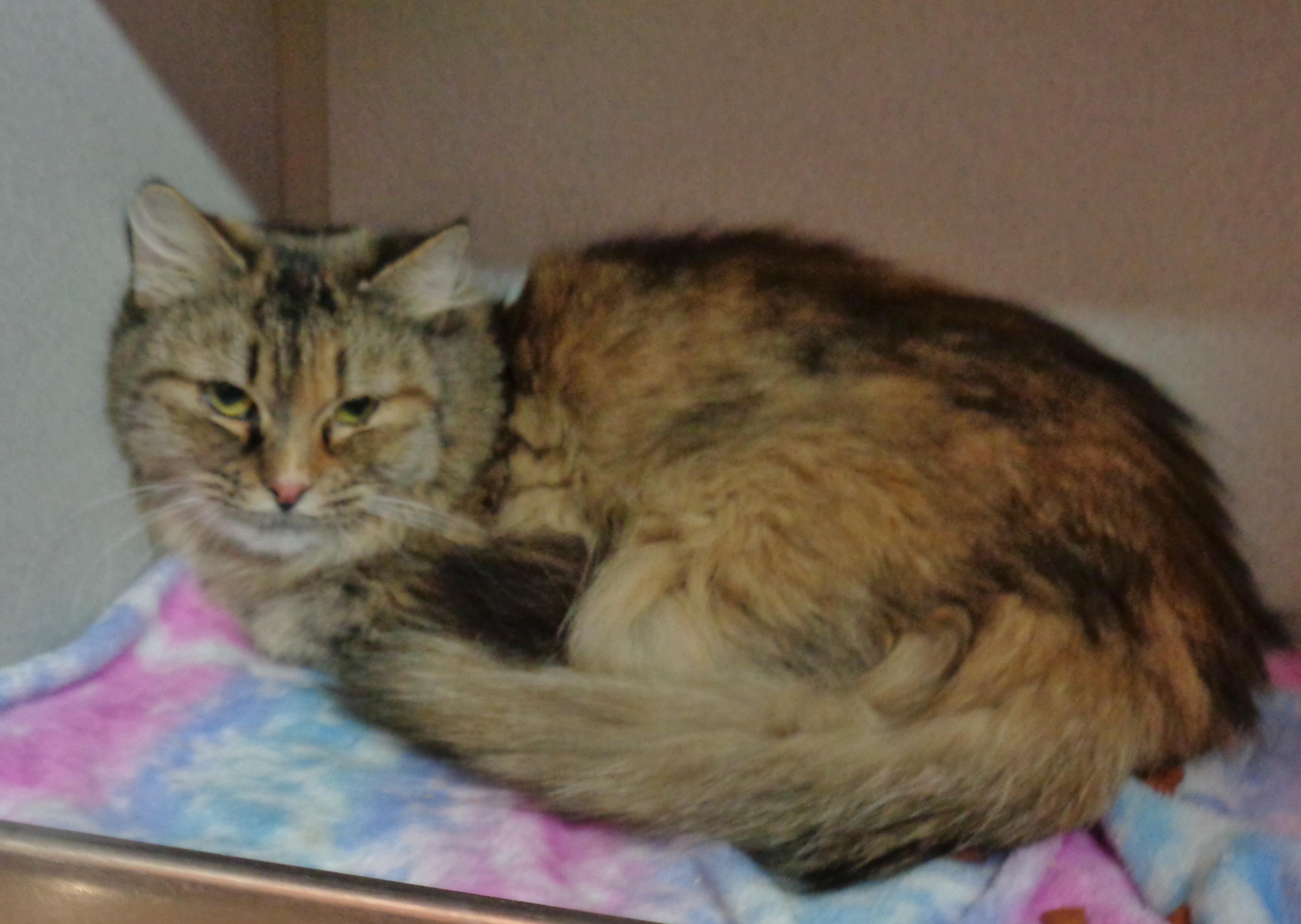 OHIO, a Adoptable Tiger in Delhi, NY image 3/6