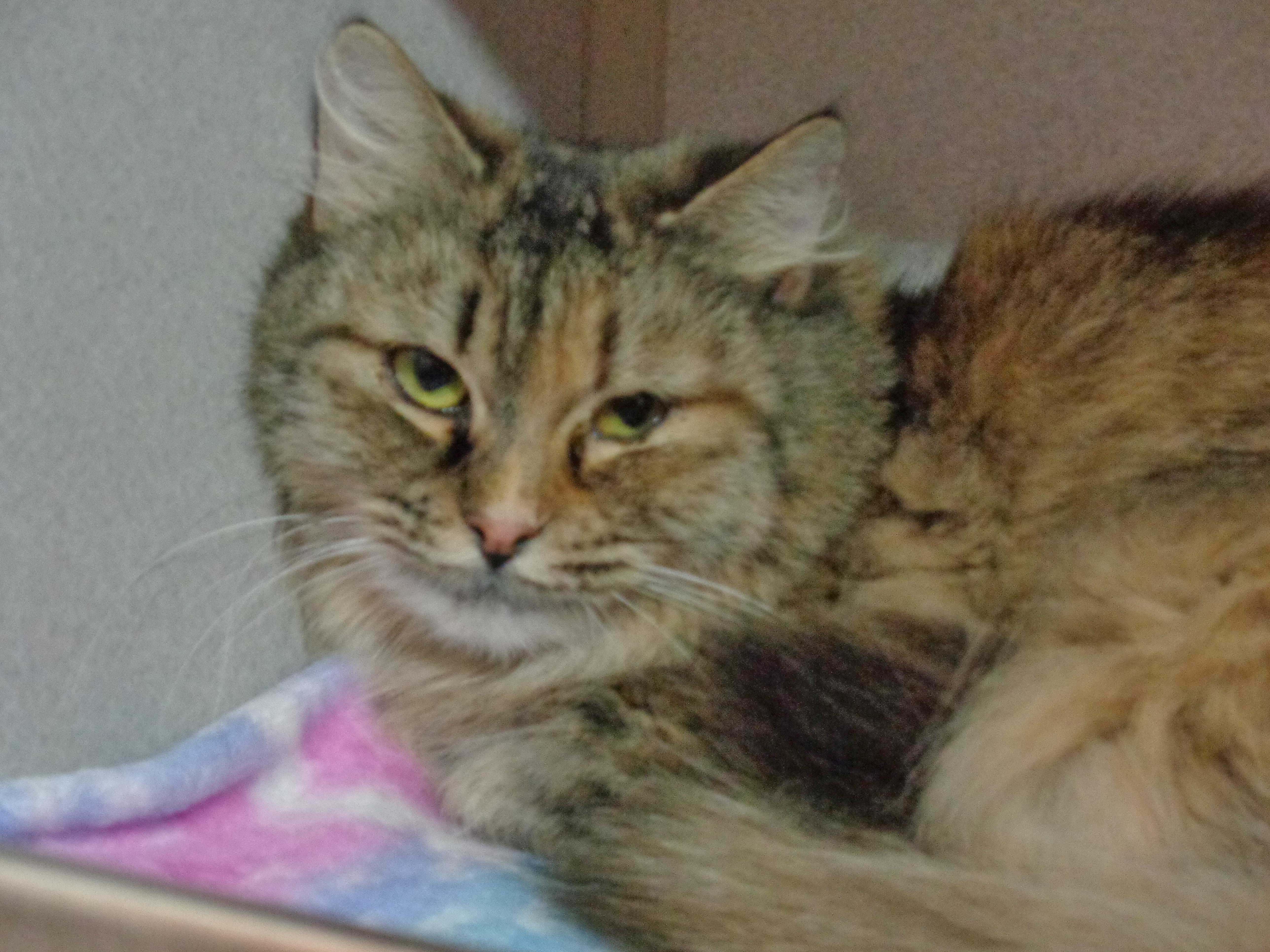 OHIO, a Adoptable Tiger in Delhi, NY image 4/6