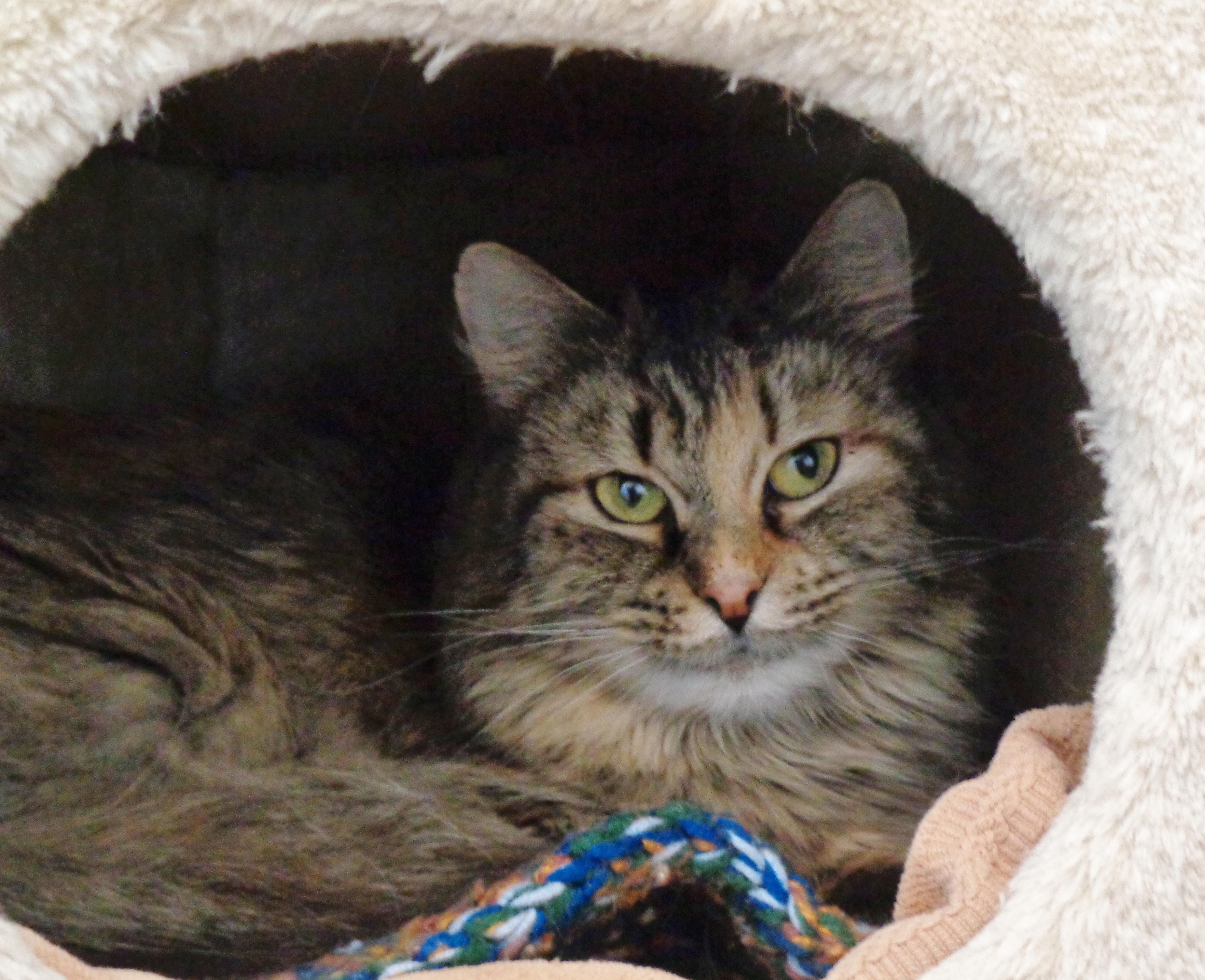 OHIO, a Adoptable Tiger in Delhi, NY image 2/6