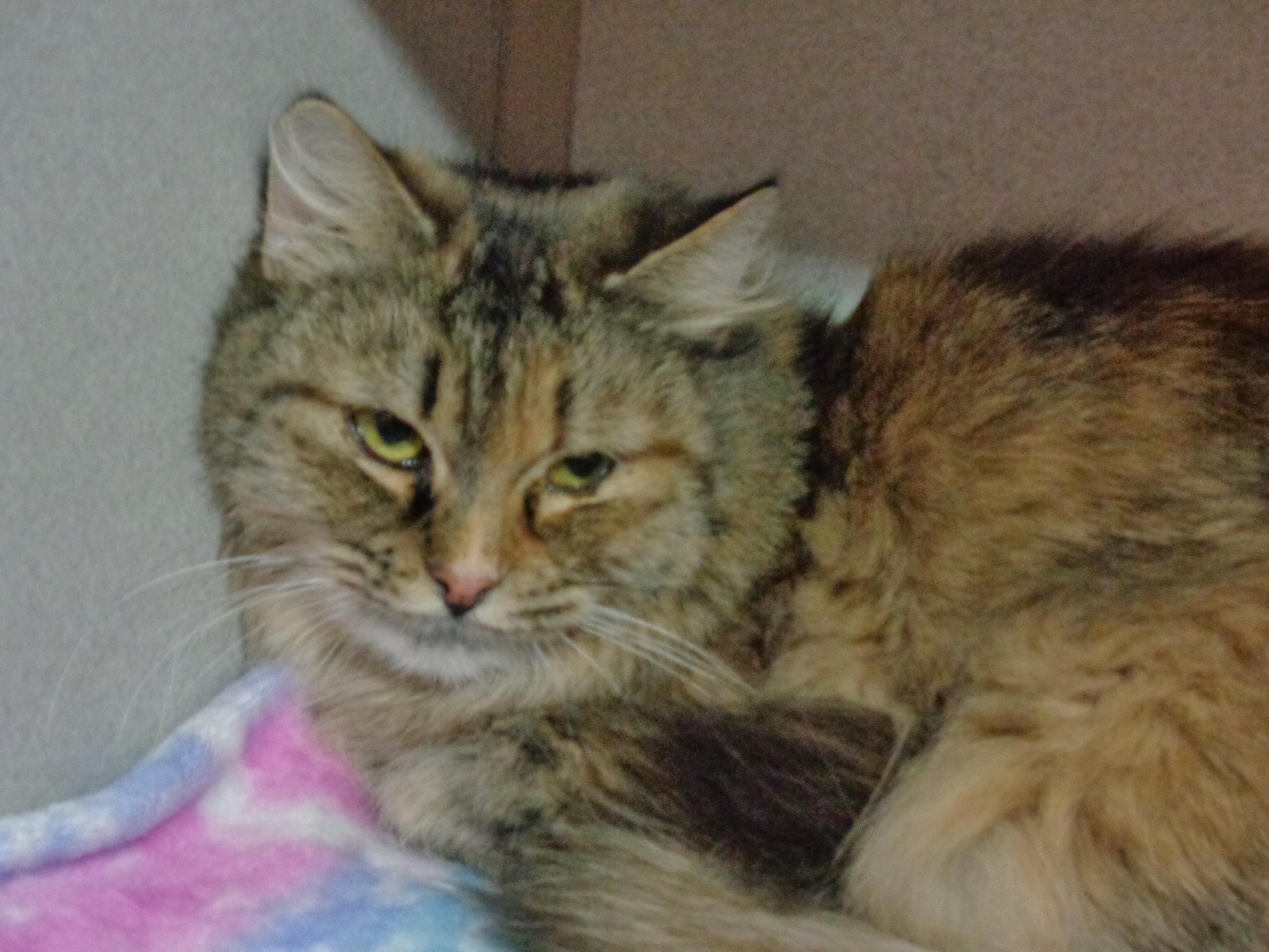 OHIO, a Adoptable Tiger in Delhi, NY image 5/6