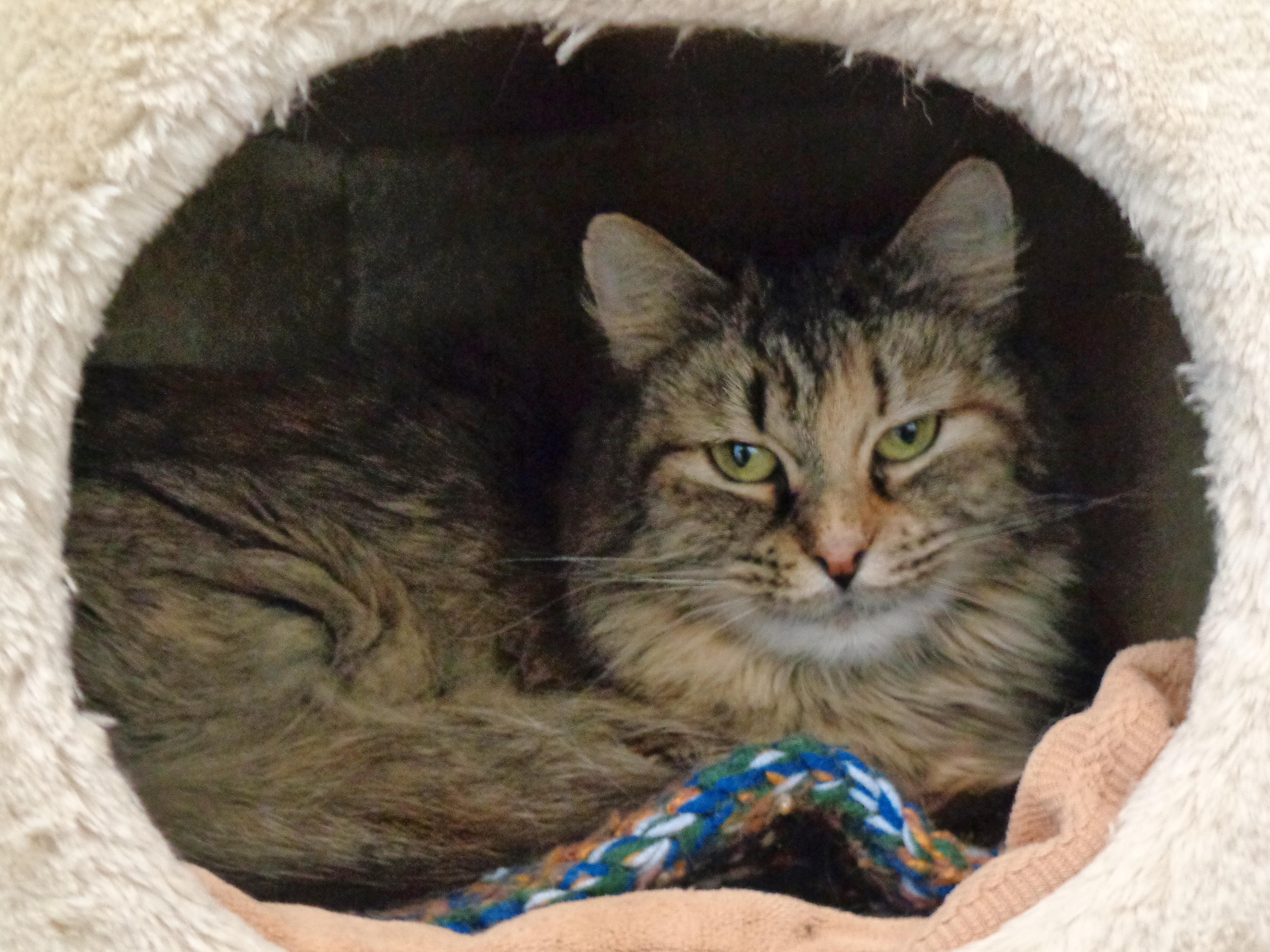 OHIO, a Adoptable Tiger in Delhi, NY image 6/6