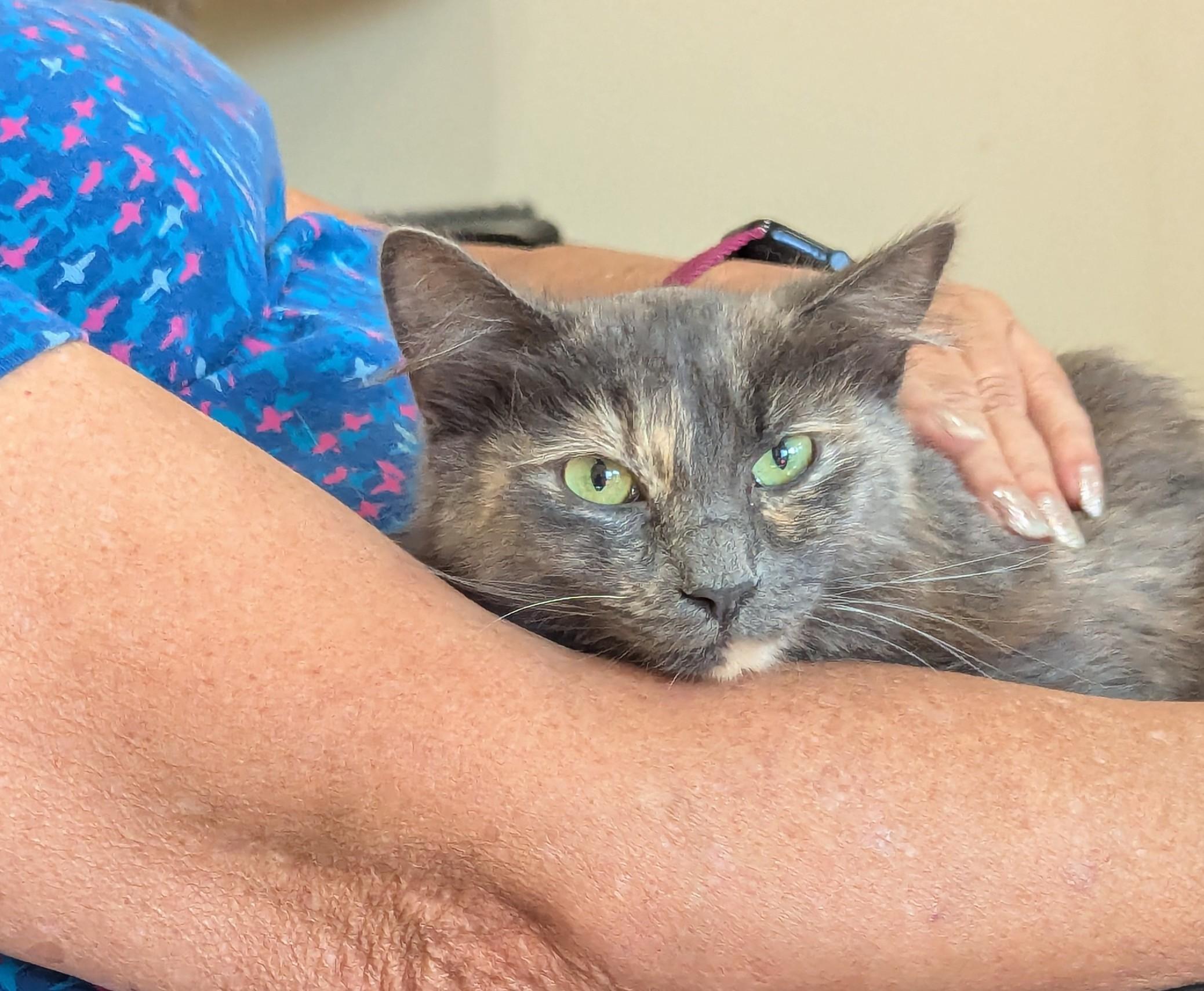 Princess, a ADOPTABLE mixed breed in Fountain Valley, CA image 2/3