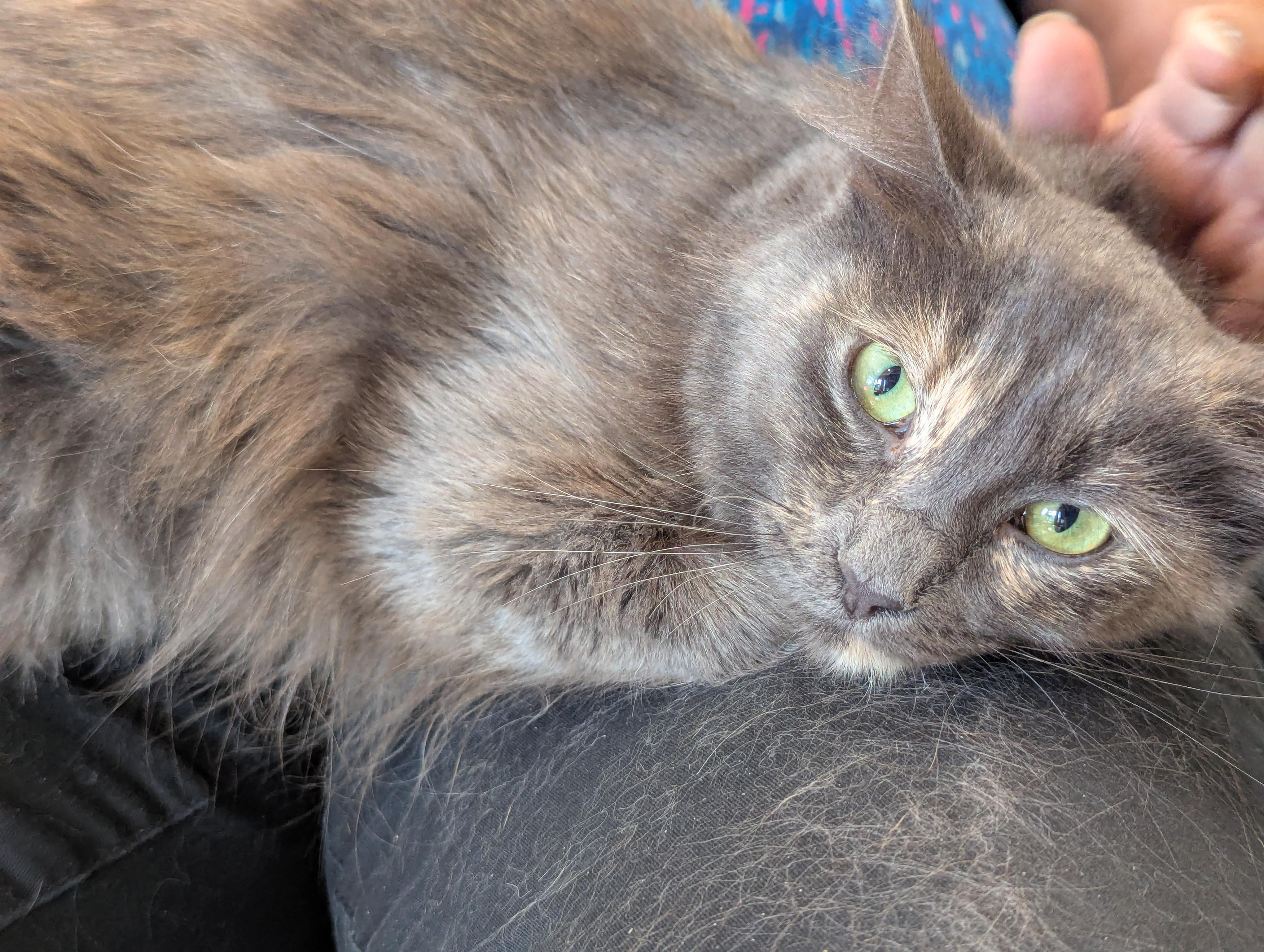 Princess, a ADOPTABLE mixed breed in Fountain Valley, CA image 1/3