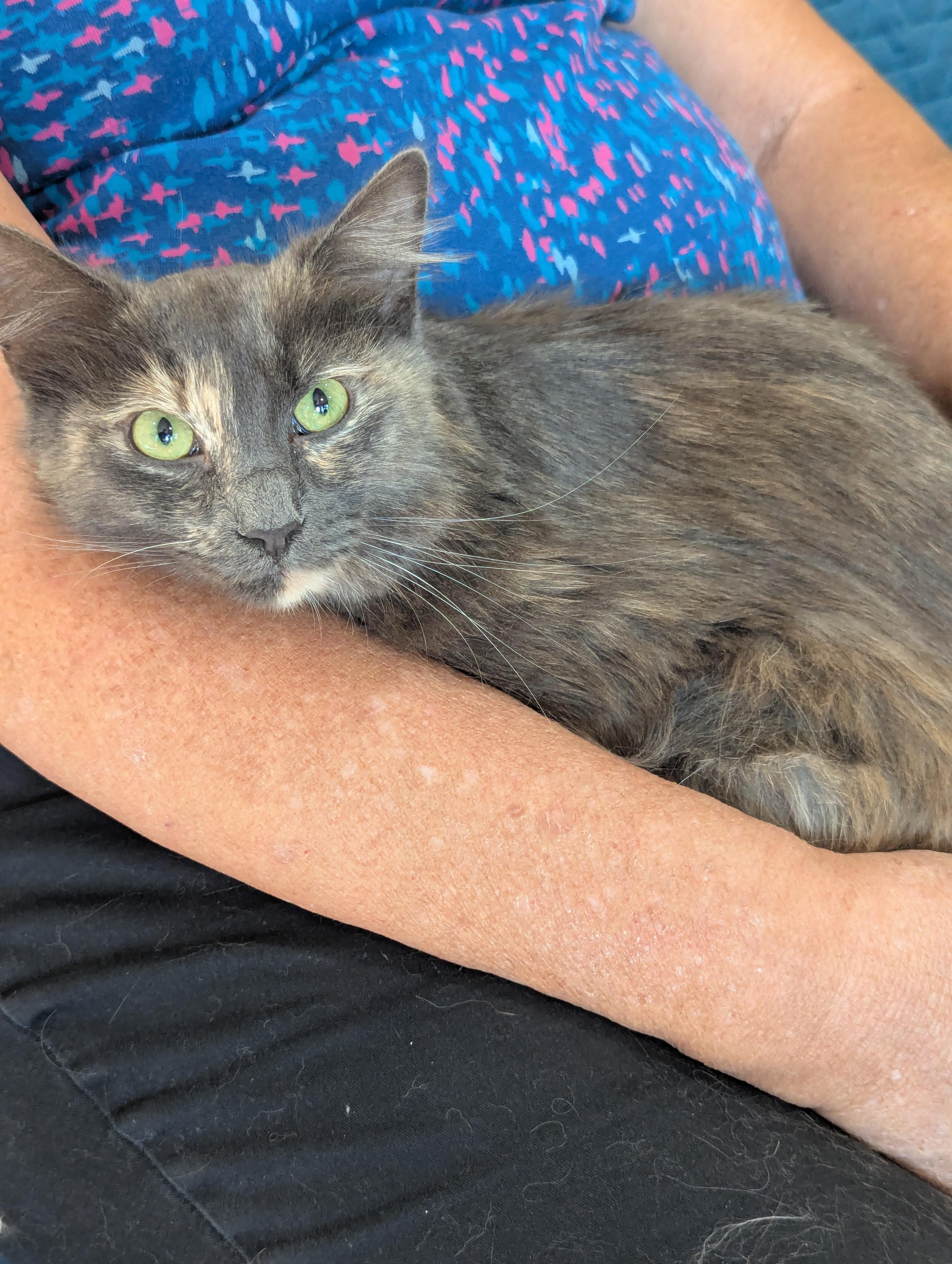Princess, a ADOPTABLE mixed breed in Fountain Valley, CA image 3/3