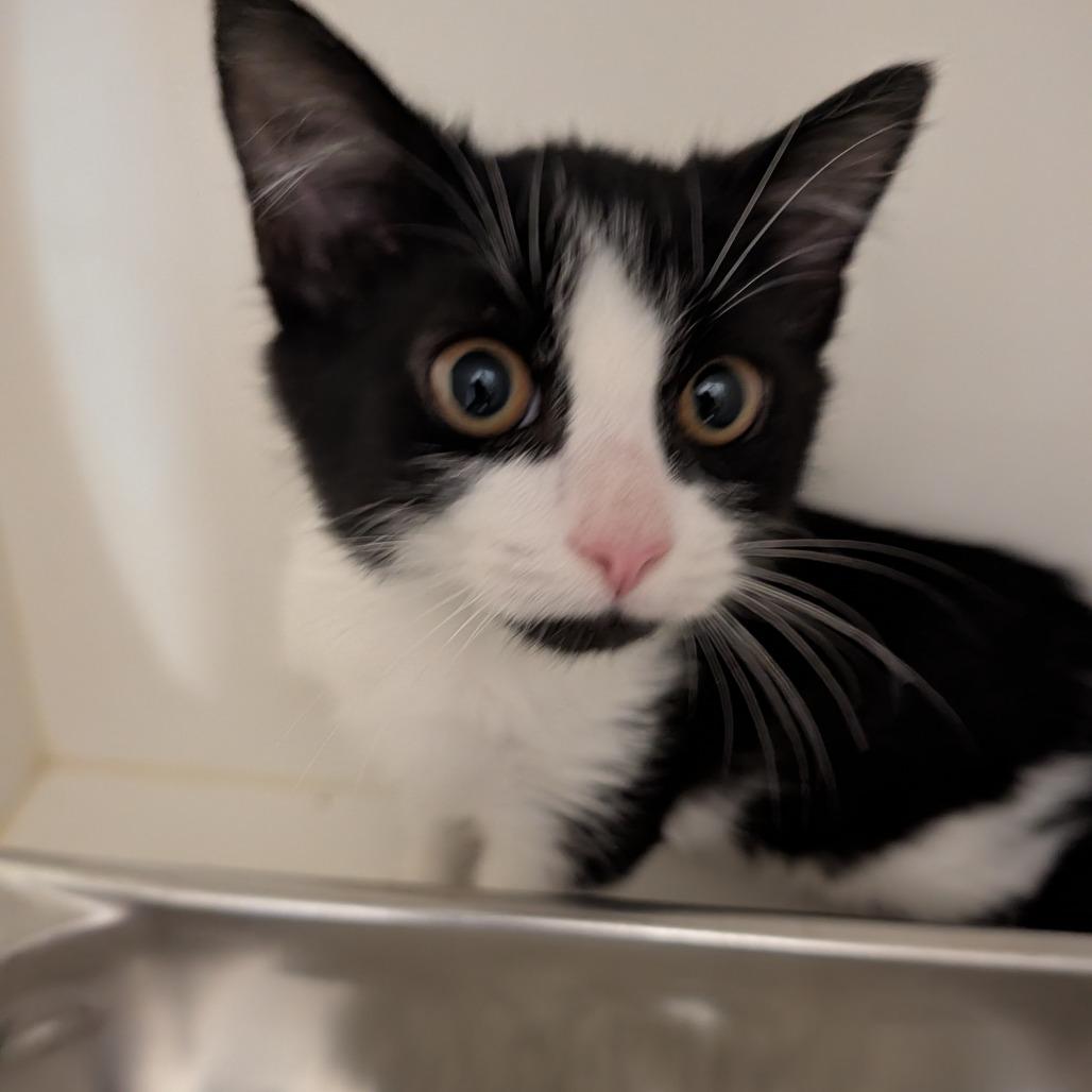Milo, Adoptable, Kitten Male Domestic Medium Hair.