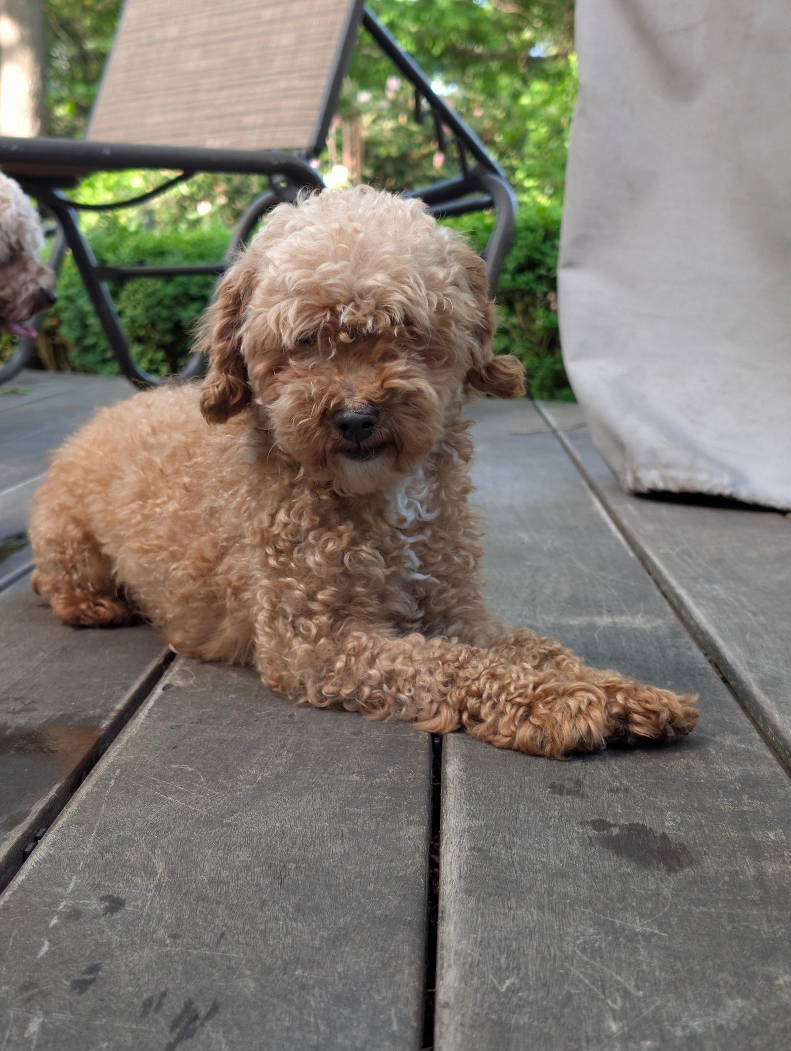 Gretel, Adopted, Young Female Poodle.