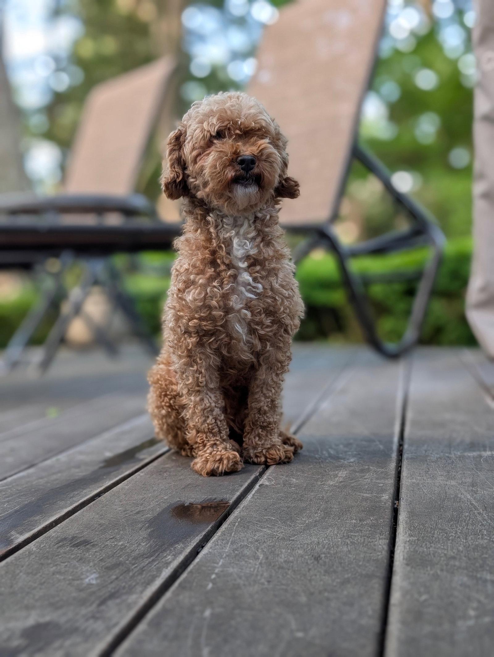 Enlarge Gretel, a Adopted Poodle in Tenafly, NJ image 2/3