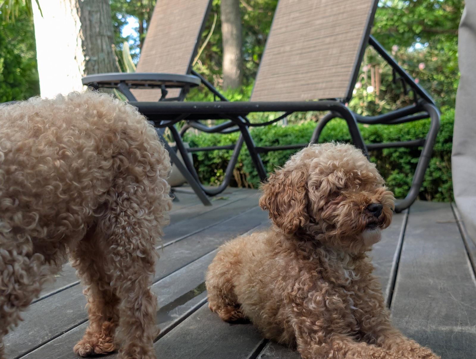 Enlarge Gretel, a Adopted Poodle in Tenafly, NJ image 3/3