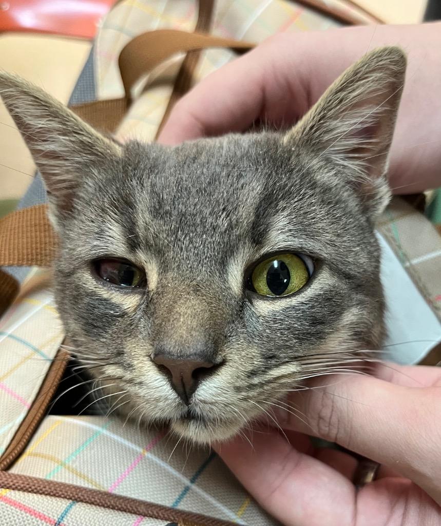 Smokey, Adoptable, Young Male Domestic Short Hair.