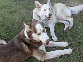 Sky, a Adoptable mixed breed in Stanford, CA image 1/2