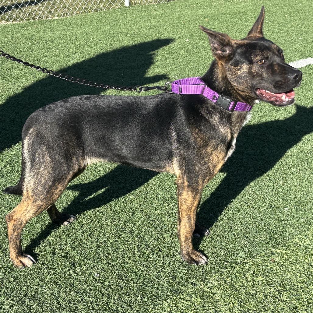 Enlarge Peggy, a Adoptable mixed breed in Batavia, OH image 1/6