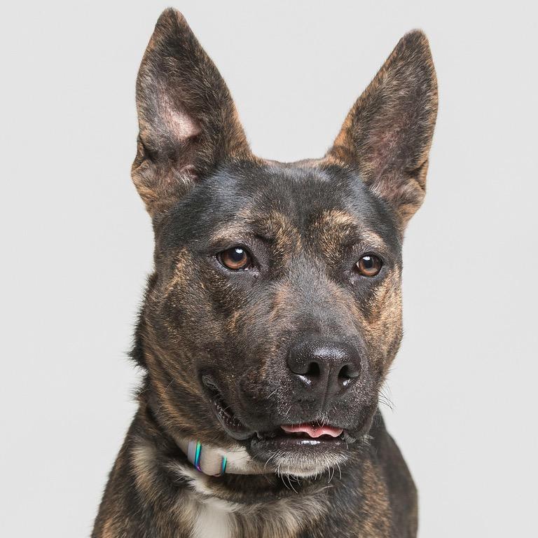 Enlarge Peggy, a Adoptable mixed breed in Batavia, OH image 2/6
