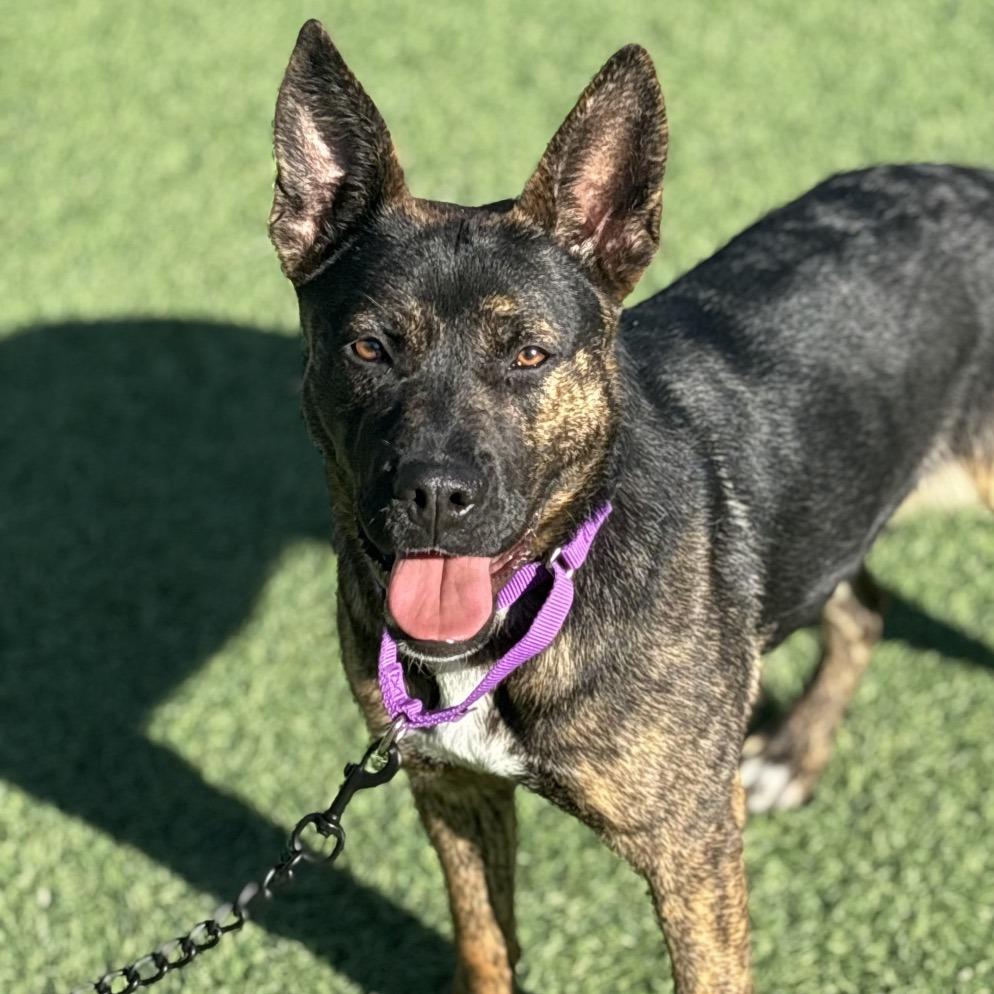 Enlarge Peggy, a Adoptable mixed breed in Batavia, OH image 3/6