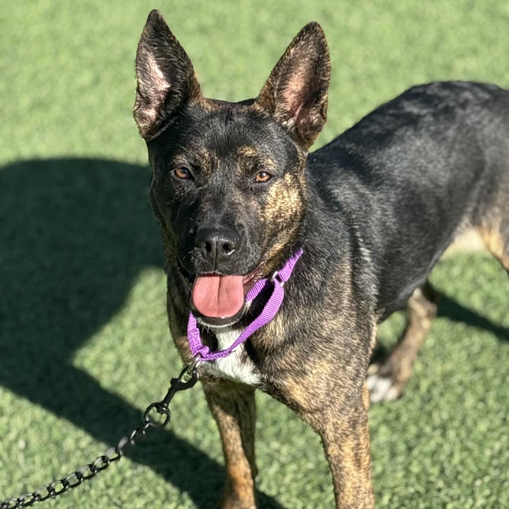 Enlarge Peggy, a Adoptable mixed breed in Batavia, OH image 2/6