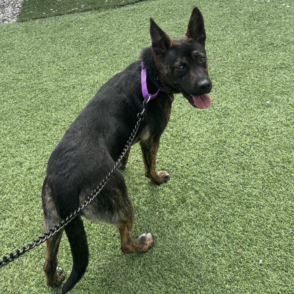 Enlarge Peggy, a Adoptable mixed breed in Batavia, OH image 3/6