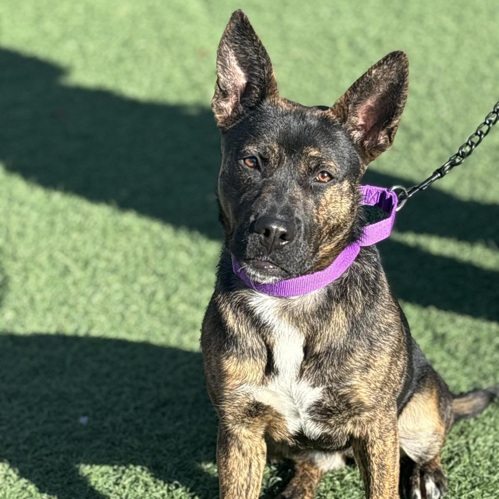 Enlarge Peggy, a Adoptable mixed breed in Batavia, OH image 4/6