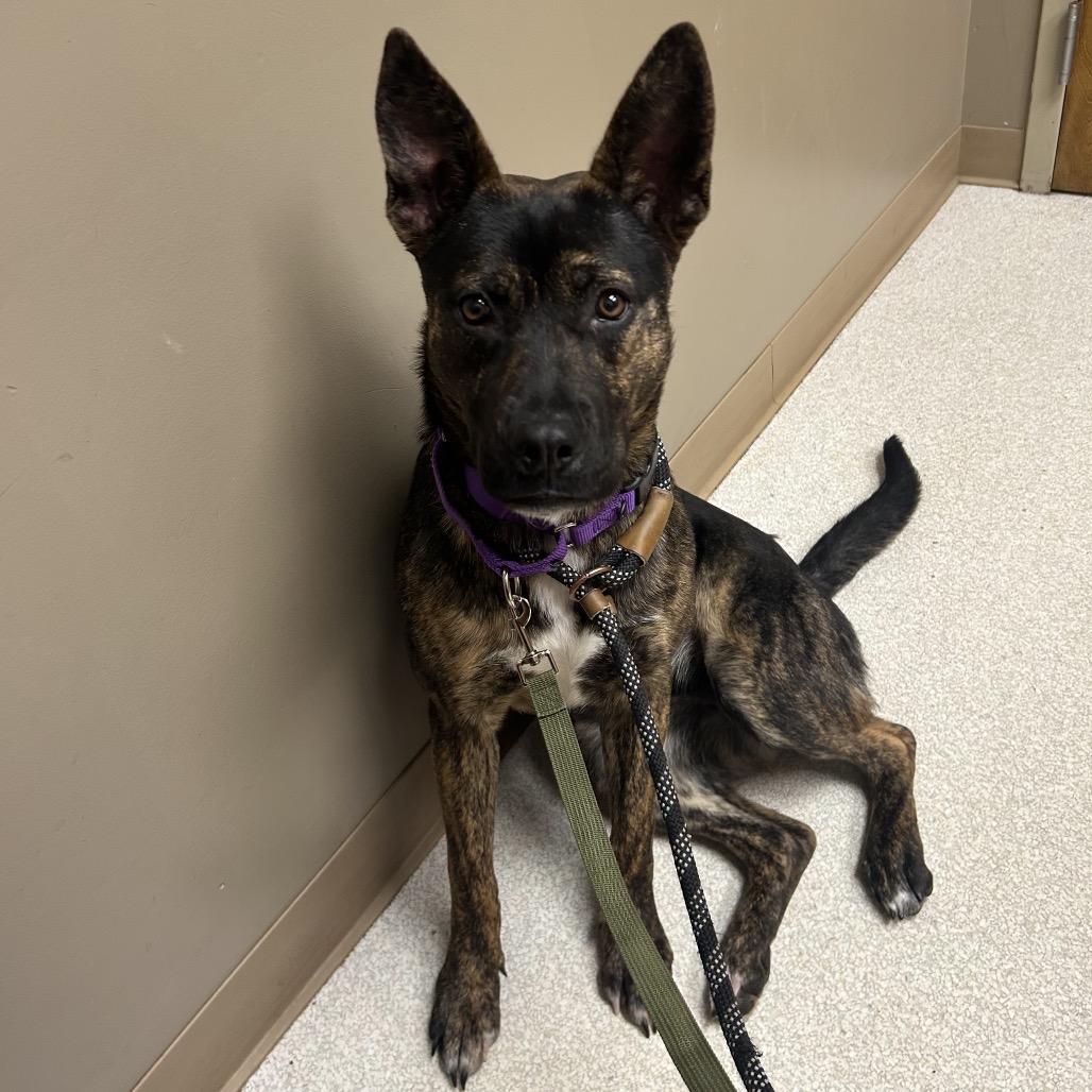 Enlarge Peggy, a Adoptable mixed breed in Batavia, OH image 5/6