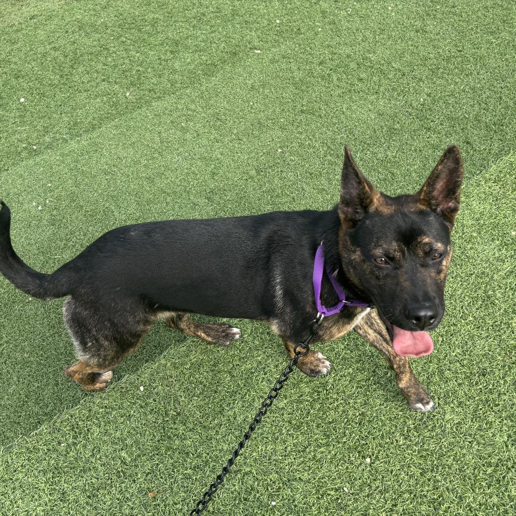 Enlarge Peggy, a Adoptable mixed breed in Batavia, OH image 6/6