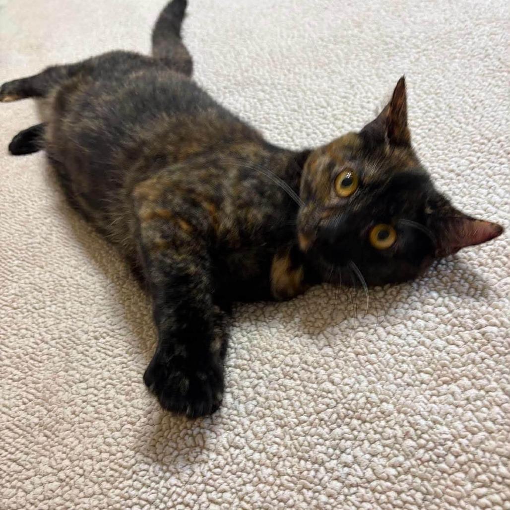 Muffin 3, Adoptable, Young Female Domestic Short Hair.
