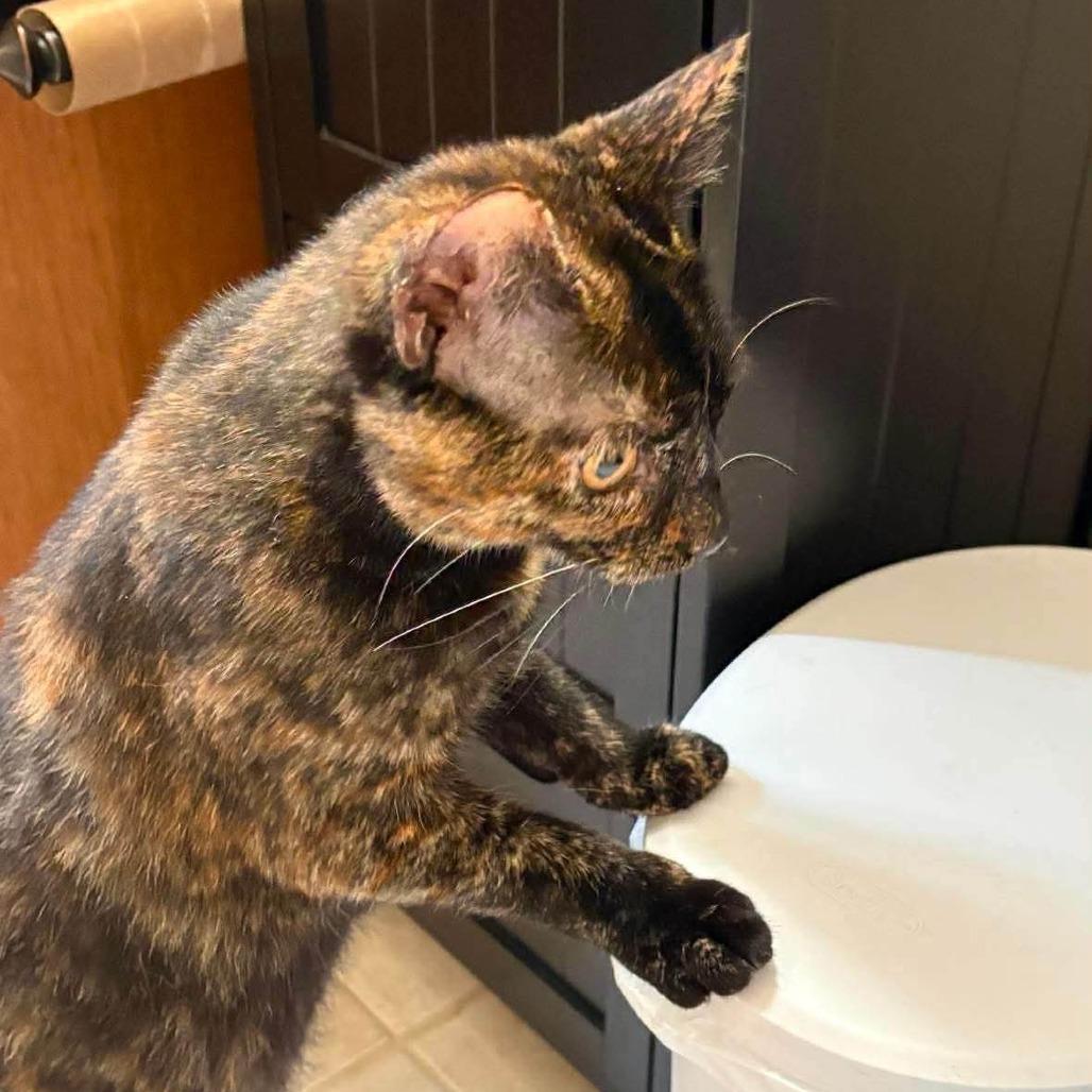 Enlarge Muffin 3, a Adoptable Domestic Short Hair in Winchester, VA image 2/5