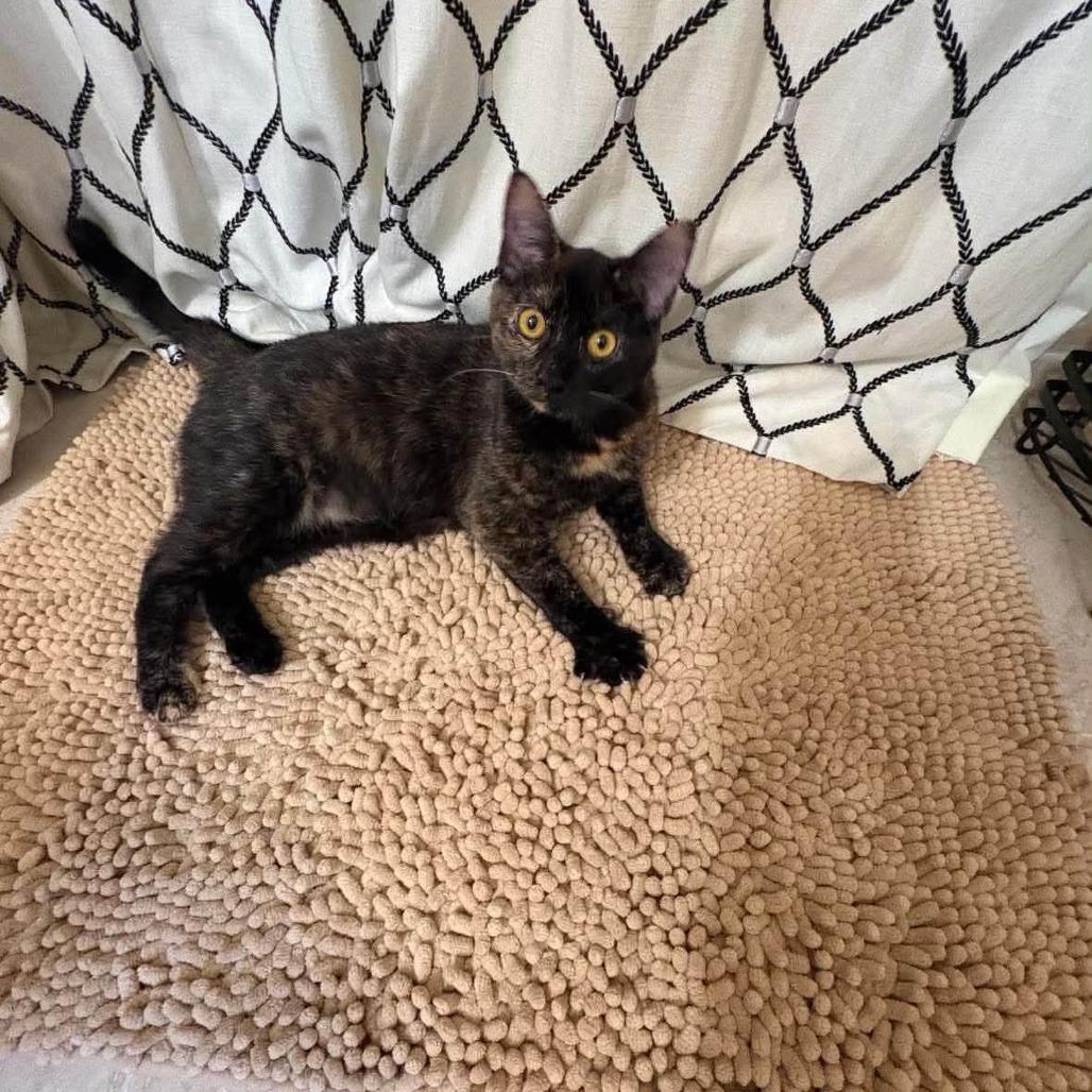 Enlarge Muffin 3, a Adoptable Domestic Short Hair in Winchester, VA image 3/5