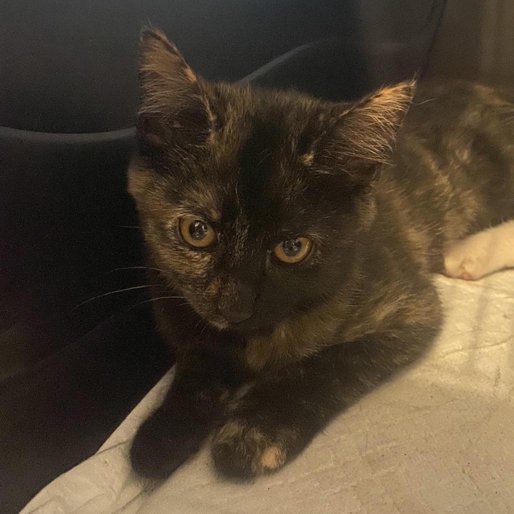 Enlarge Muffin 3, a Adoptable Domestic Short Hair in Winchester, VA image 4/5