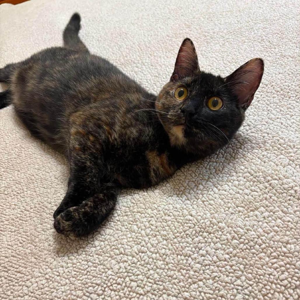 Enlarge Muffin 3, a Adoptable Domestic Short Hair in Winchester, VA image 5/5
