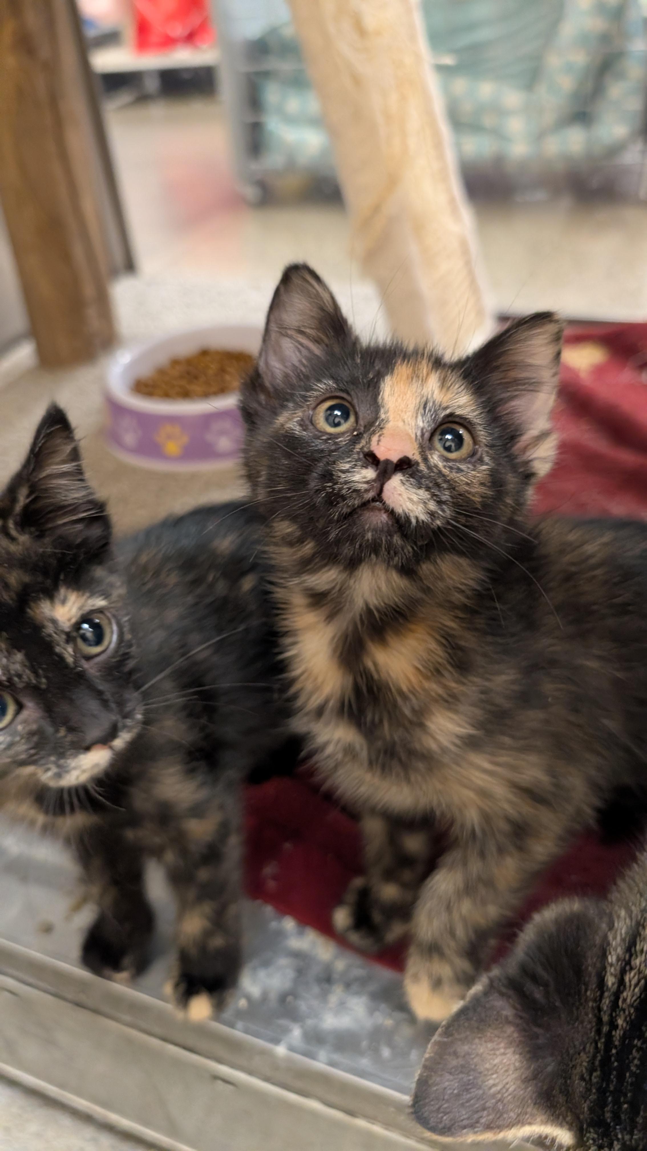 Frazier, Adoptable, Kitten Female Tortoiseshell.