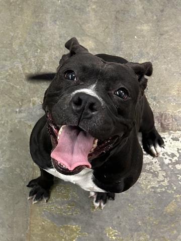 SNOOT, Adoptable, Young Female Pit Bull Terrier.