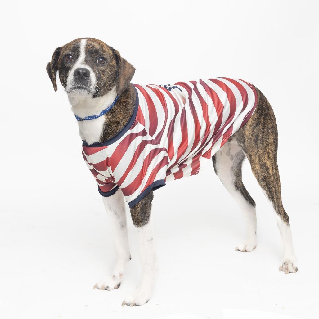 Enlarge Kai, a Adoptable Mixed Breed in Franklin, TN image 2/3