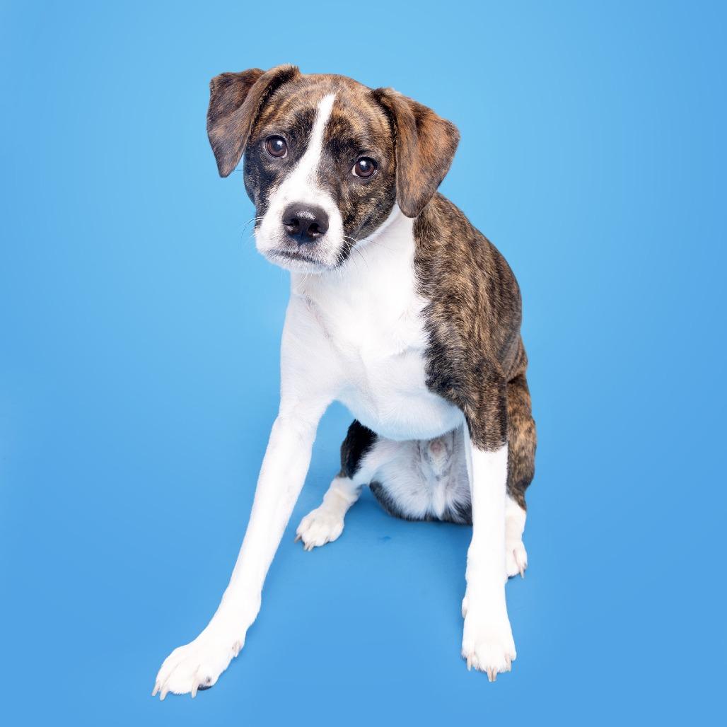 Enlarge Kai, a Adoptable Mixed Breed in Franklin, TN image 3/3