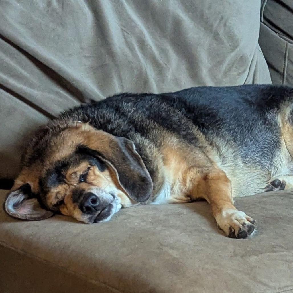 Nova, Adoptable, Senior Female Beagle.