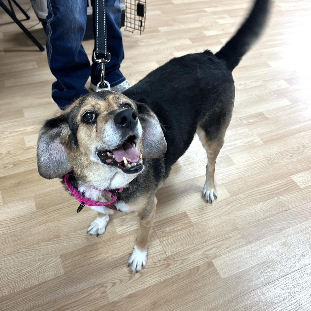 Enlarge Nova, a Adoptable Beagle in Saint Cloud, MN image 2/4
