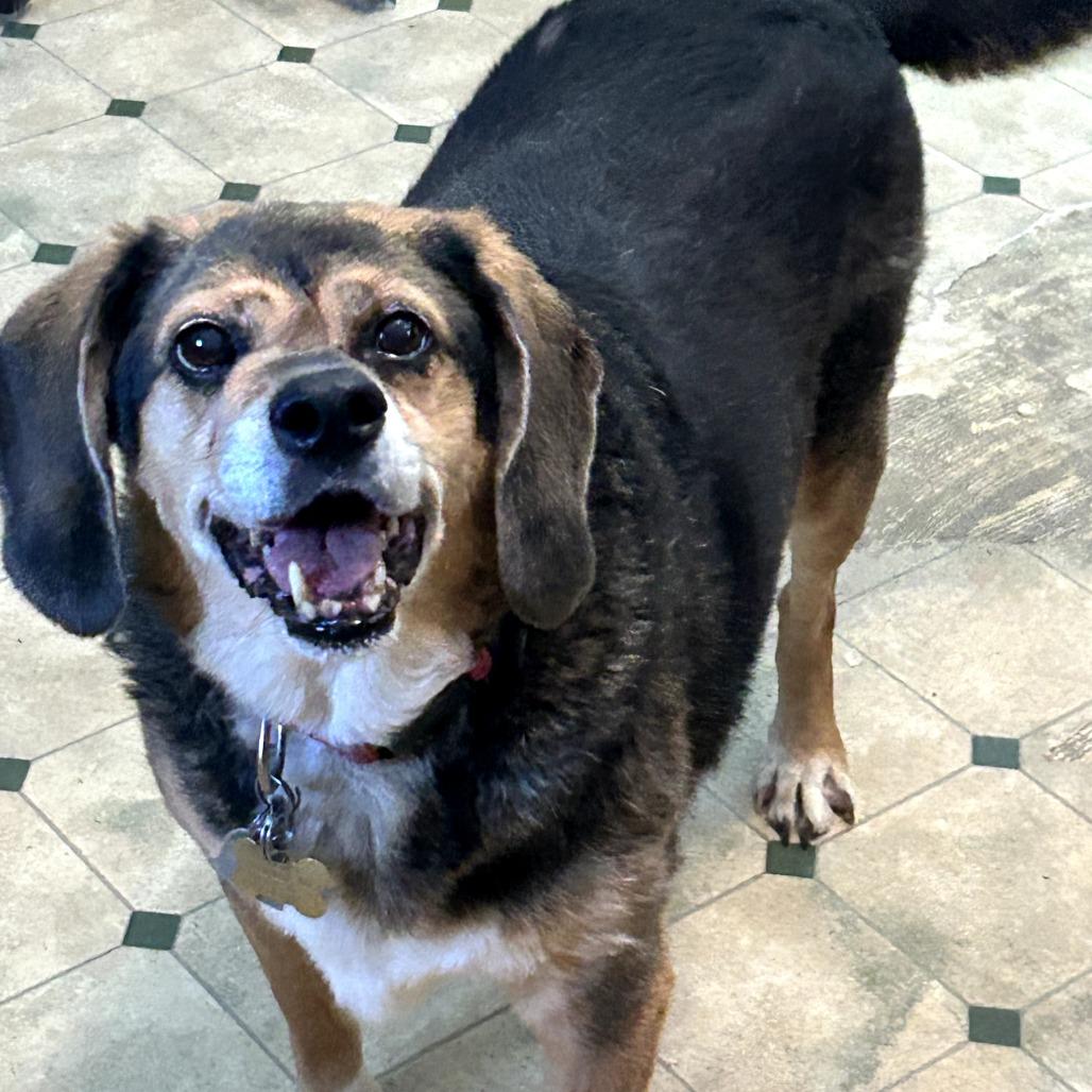 Enlarge Nova, a Adoptable Beagle in Saint Cloud, MN image 3/4
