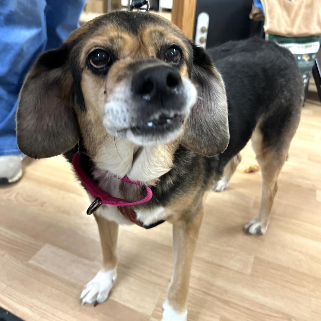 Enlarge Nova, a Adoptable Beagle in Saint Cloud, MN image 4/4