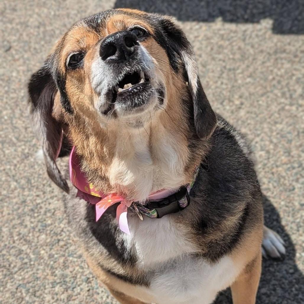 Nova, a Adoptable Beagle in Saint Cloud, MN image 6/6