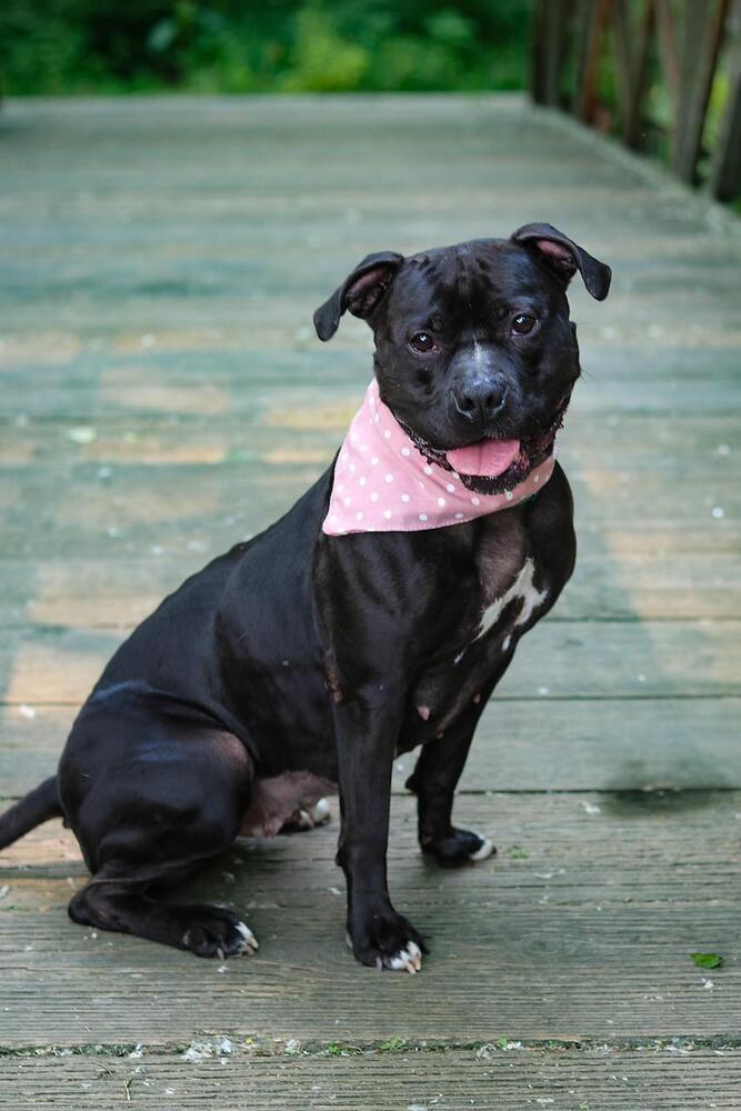 Miss Piggy, Adoptable, Adult Female Pit Bull Terrier.