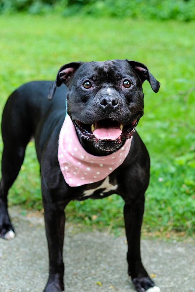Enlarge Miss Piggy, a Adoptable Pit Bull Terrier in Indianapolis, IN image 3/6