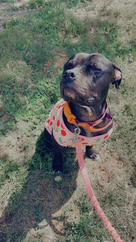 Enlarge Miss Piggy, a Adoptable Pit Bull Terrier in Indianapolis, IN image 4/6