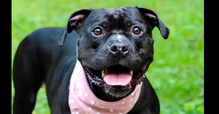 Enlarge Miss Piggy, a Adoptable Pit Bull Terrier in Indianapolis, IN image 4/6