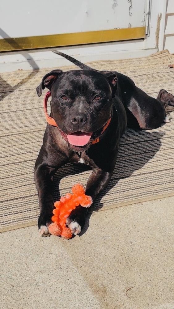 Enlarge Miss Piggy, a Adoptable Pit Bull Terrier in Indianapolis, IN image 5/6
